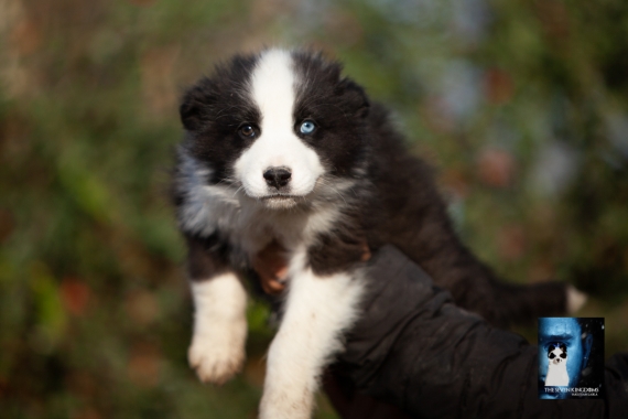 Petit mâle Laika de Yakoutie né le 09/10/2025 est proposé – vendu 1650 €.