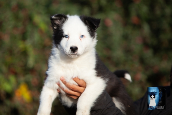 Petit mâle Laika de Yakoutie né le 09/10/2025 est proposé – vendu 1650 €.