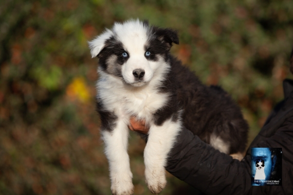 Petit mâle Laika de Yakoutie né le 09/10/2025 est proposé – vendu 1650 €.