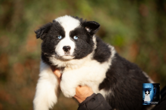 Petite femelle Laika de Yakoutie née le 14/10/2025 est proposée – vendue 1650 €.