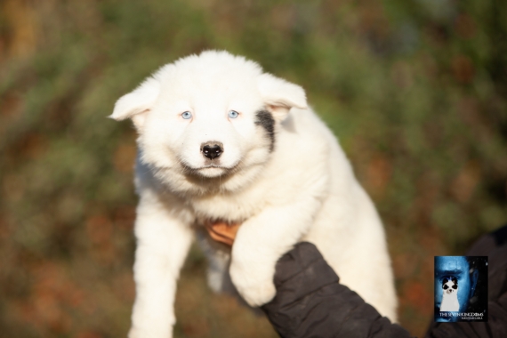 Petite femelle Laika de Yakoutie née le 14/10/2025 est proposée – vendue 1650 €.