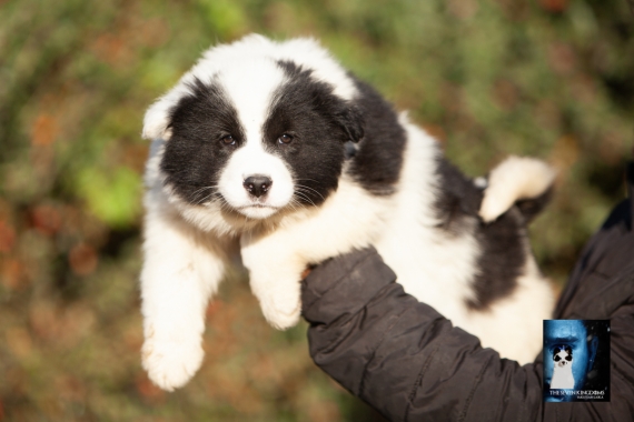 Petite femelle Laika de Yakoutie née le 14/10/2025 est proposée – vendue 1400 €.