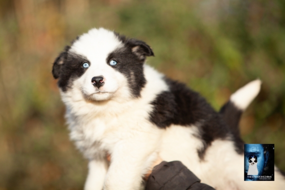 Petite femelle Laika de Yakoutie née le 14/10/2025 est proposée – vendue 1650 €.