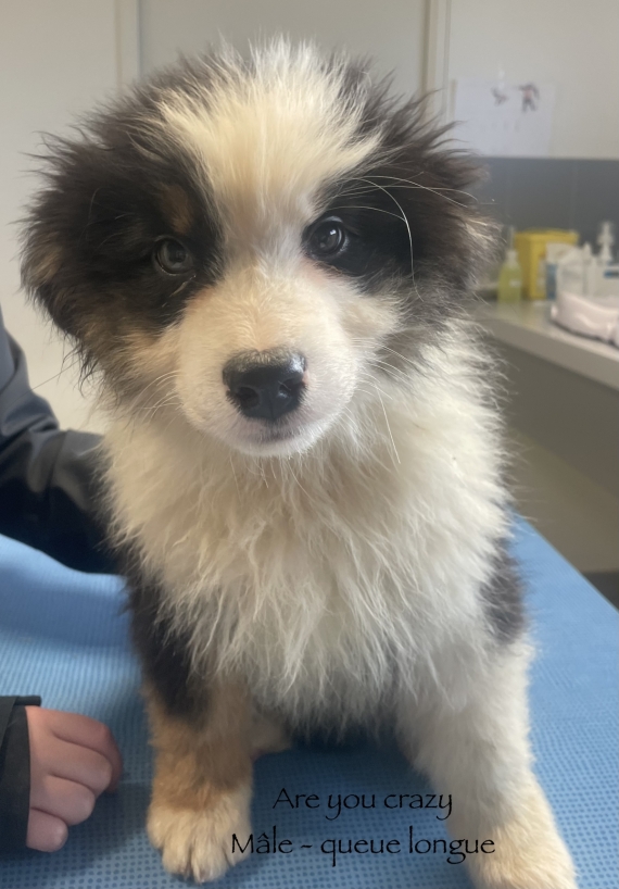 Petit mâle Berger australien d'Amérique né le 22/08/2025 est proposé – vendu 600 €.