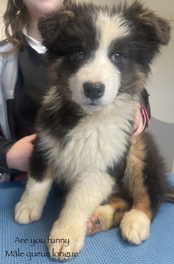 Petit mâle Berger australien d'Amérique né le 22/08/2025 est proposé – vendu 600 €.