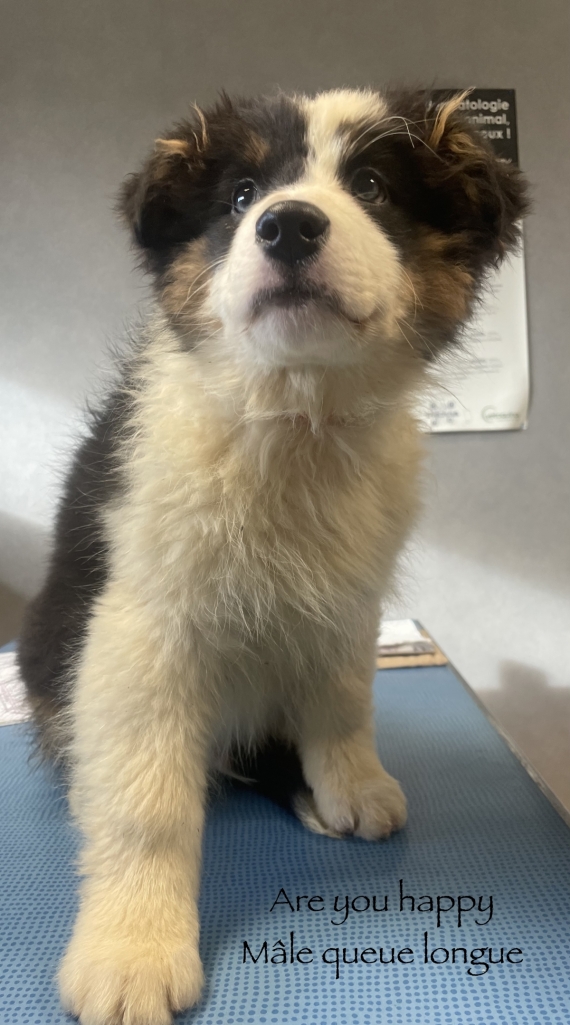 Petit mâle Berger australien d'Amérique né le 22/08/2025 est proposé – vendu 600 €.