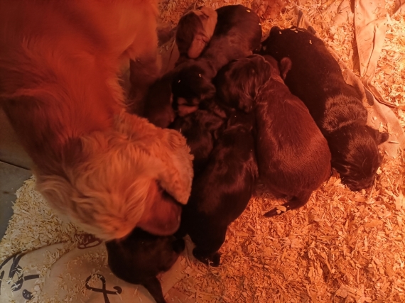 Petit mâle Cocker Anglais (Spaniel) né le 06/12/2025 est proposé – vendu 1400 €.