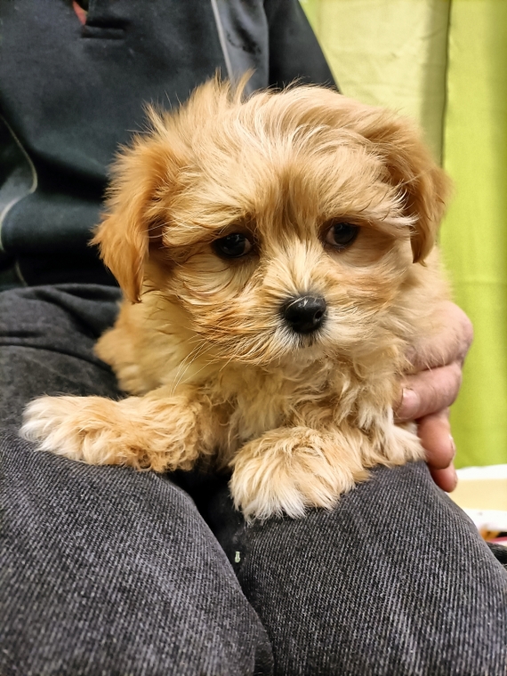 Petite femelle Bichon Havanais née le 02/10/2025 est proposée – vendue 1400 €.