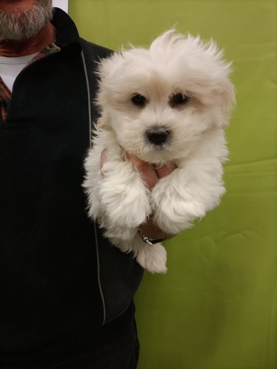 Petite femelle Coton de Tulear née le 30/09/2025 est proposée – vendue 1300 €.