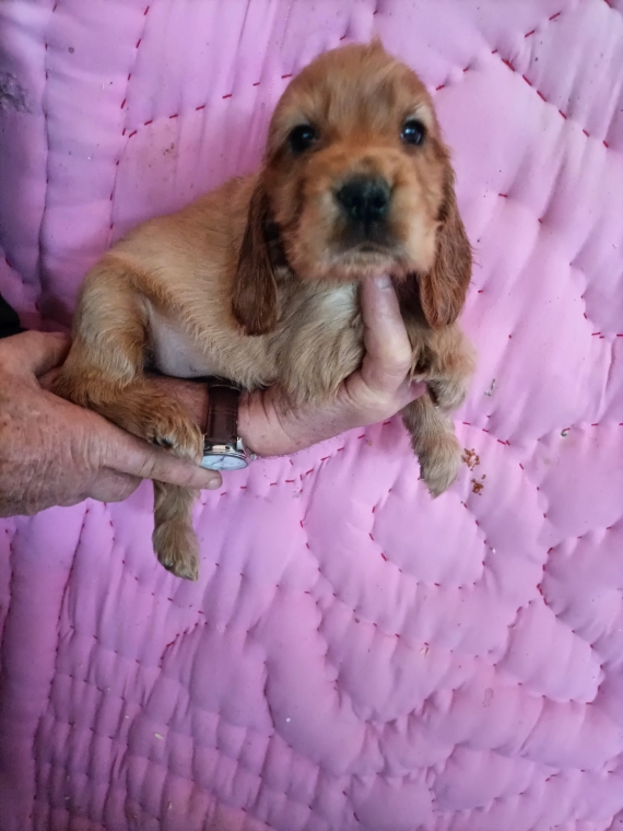 Petit mâle Cocker Anglais (Spaniel) né le 27/10/2025 est proposé – vendu 1400 €.