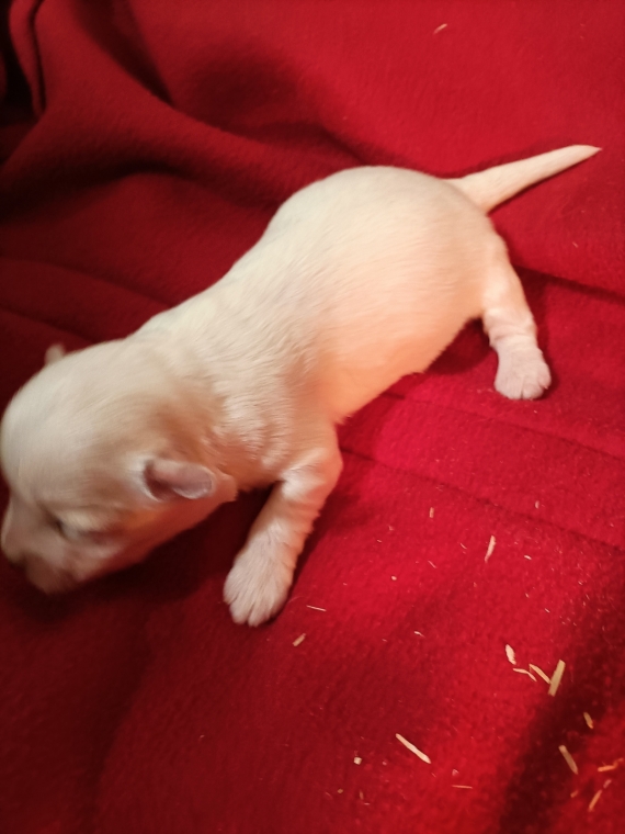 Petit mâle Coton de Tulear né le 19/12/2025 est proposé – vendu 1100 €.