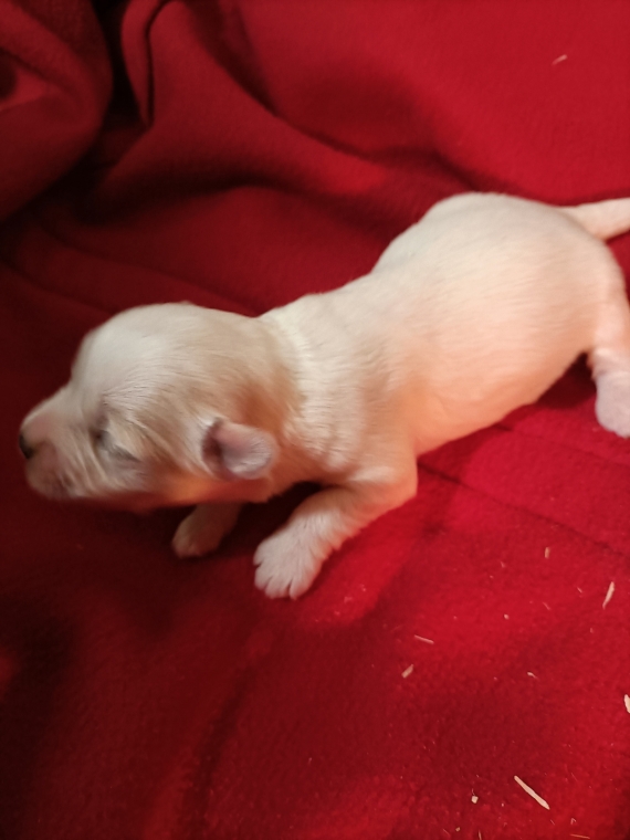 Petite femelle Coton de Tulear née le 19/12/2025 est proposée – vendue 1300 €.