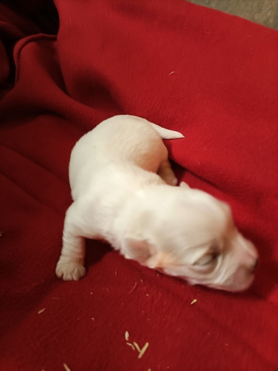 Petite femelle Coton de Tulear née le 19/12/2025 est proposée – vendue 1300 €.