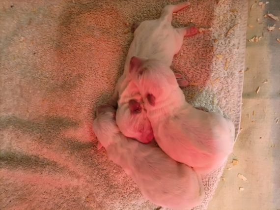 Petit mâle Coton de Tulear né le 22/12/2025 est proposé – vendu 1100 €.