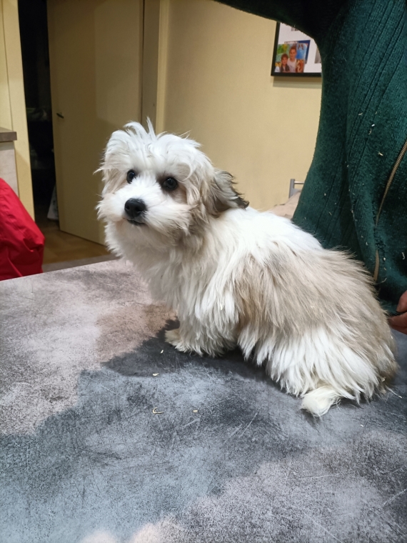 Petite femelle Coton de Tulear née le 15/08/2025 est proposée – vendue 1300 €.