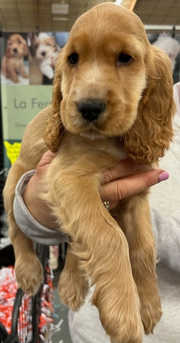 Petit mâle Cocker Anglais (Spaniel) né le 27/10/2025 est proposé – vendu 1400 €.