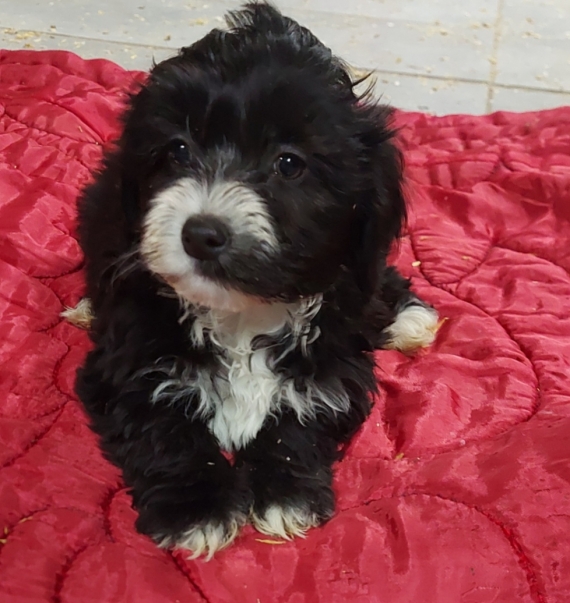 Petit mâle Bichon Havanais né le 15/10/2025 est proposé – vendu 1100 €.