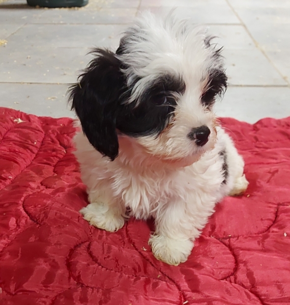 Petit mâle Bichon Havanais né le 15/10/2025 est proposé – vendu 1100 €.