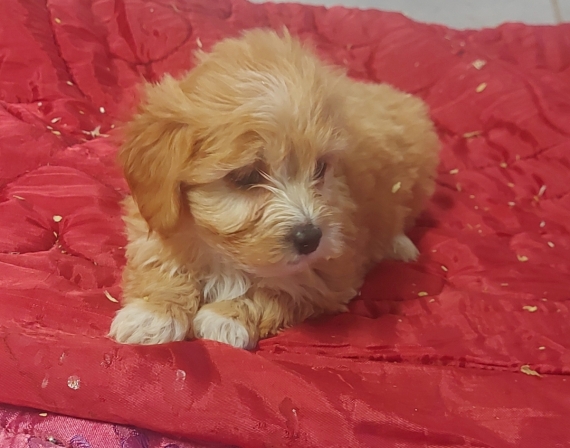 Petite femelle Bichon Havanais née le 15/10/2025 est proposée – vendue 1400 €.