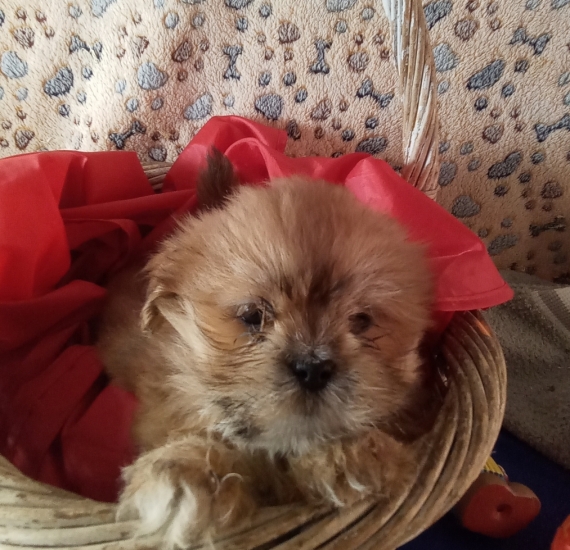 Petite femelle Lhassa Apso née le 19/10/2025 est proposée – vendue 1480 €.