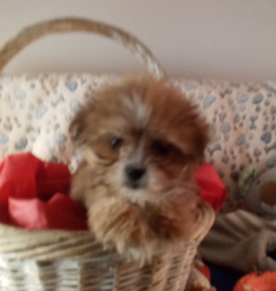 Petite femelle Lhassa Apso née le 19/10/2025 est proposée – vendue 1480 €.