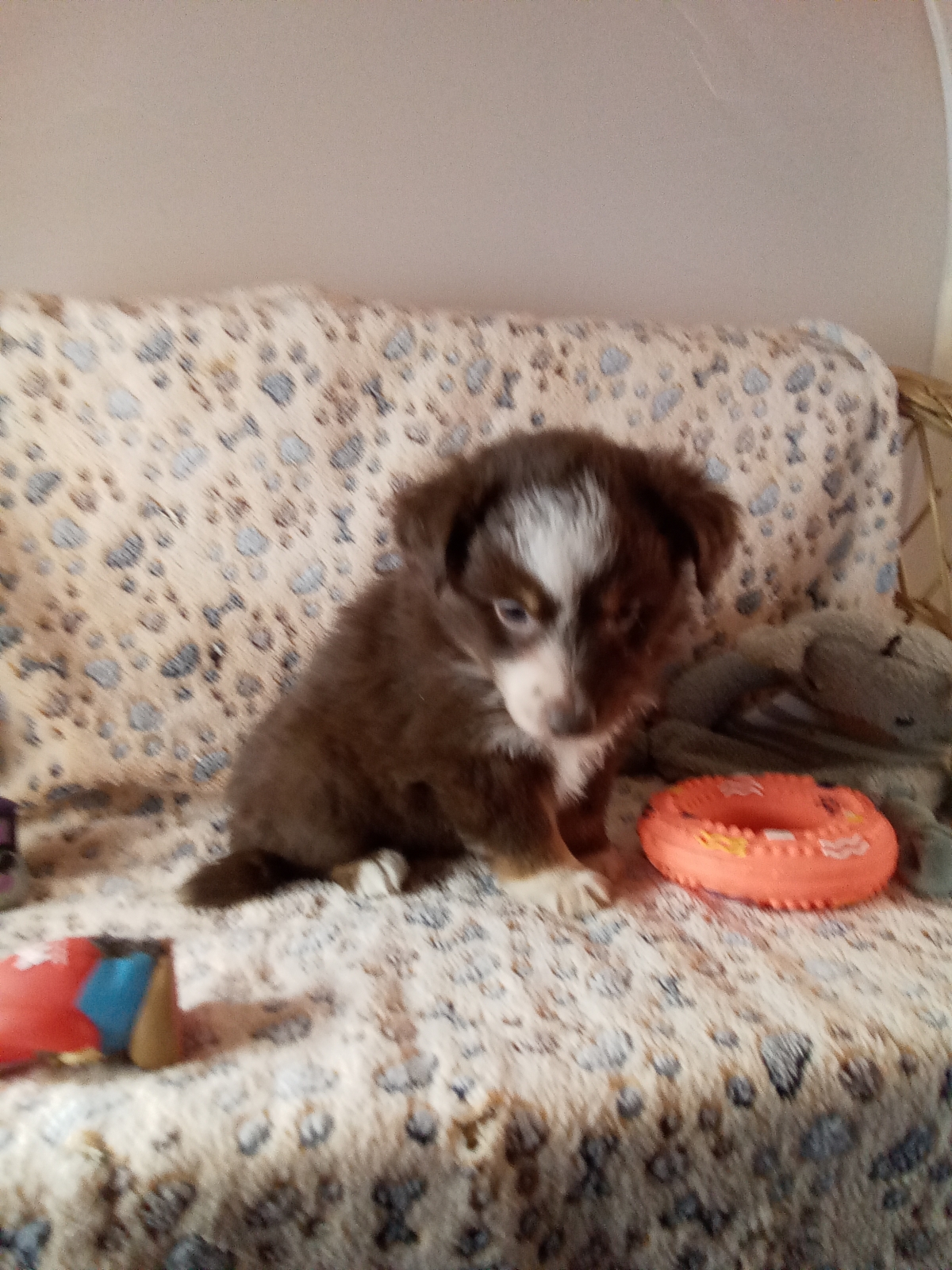 Petite femelle Berger américain miniature née le 06/11/2025 est proposée – vendue 1780 €.