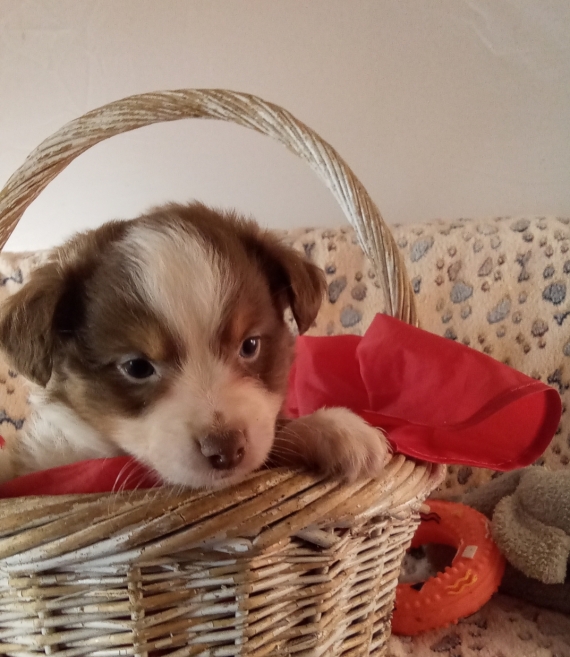 Petite femelle Berger américain miniature née le 06/11/2025 est proposée – vendue 1780 €.