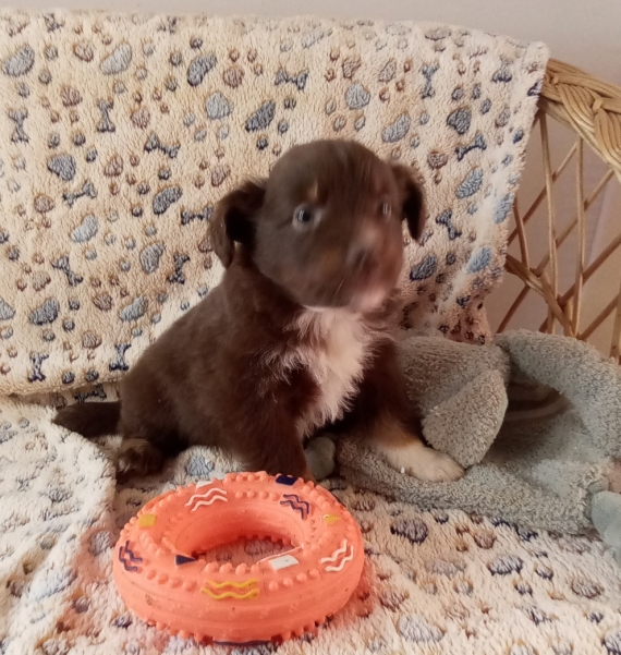 Petit mâle Berger américain miniature né le 06/11/2025 est proposé – vendu 1680 €.