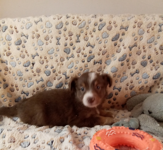 Petite femelle Berger américain miniature née le 06/11/2025 est proposée – vendue 1780 €.