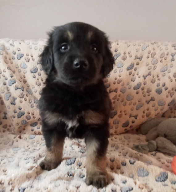 Petite femelle Hovawart née le 13/11/2025 est proposée – vendue 1280 €.