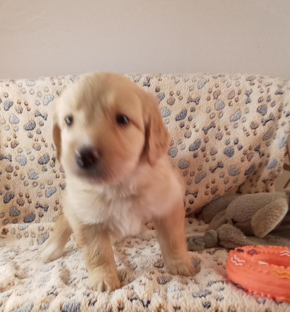 Petite femelle Hovawart née le 13/11/2025 est proposée – vendue 1280 €.