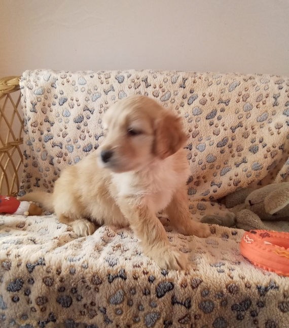 Petit mâle Hovawart né le 13/11/2025 est proposé – vendu 1280 €.