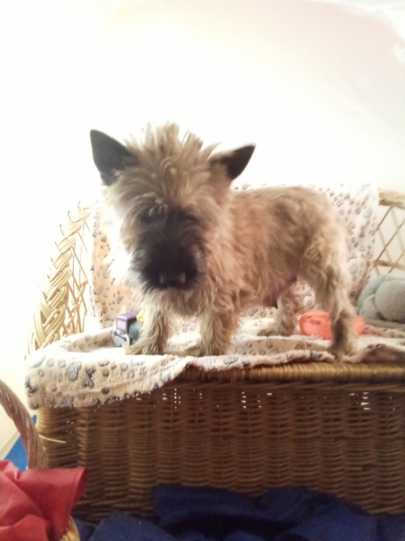 Petit mâle  né le 26/10/2025 est proposé – vendu 1280 €.