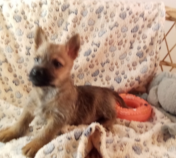 Petit mâle Cairn Terrier né le 26/10/2025 est proposé – vendu 1280 €.