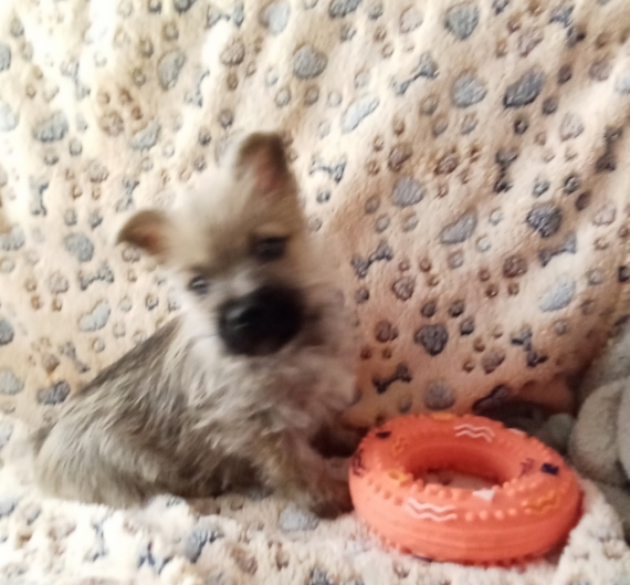 Petit mâle Cairn Terrier né le 26/10/2025 est proposé – vendu 1280 €.