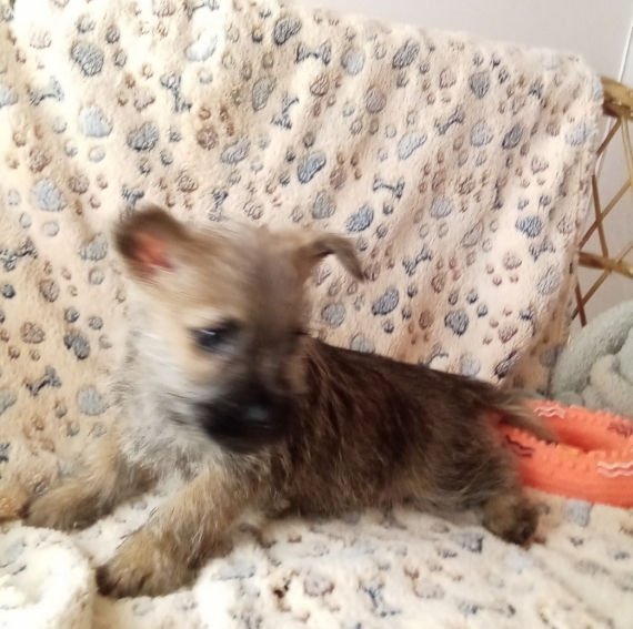 Petit mâle Cairn Terrier né le 26/10/2025 est proposé – vendu 1280 €.