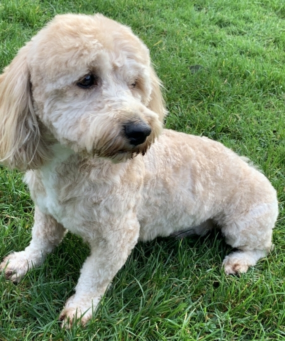 Petit mâle  né le 13/11/2025 est proposé – vendu 1480 €.