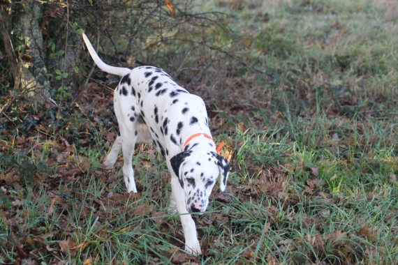 Petit mâle Dalmatien né le 21/05/2025 est proposé – vendu 900 €.