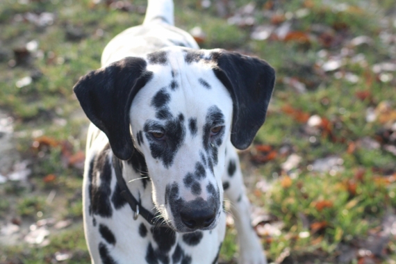 Petit mâle Dalmatien né le 21/05/2025 est proposé – vendu 900 €.