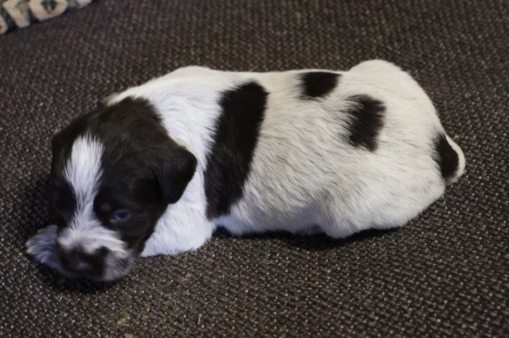 Petit mâle Griffon d'arrêt à poil dur né le 12/11/2025 est proposé – vendu 750 €.