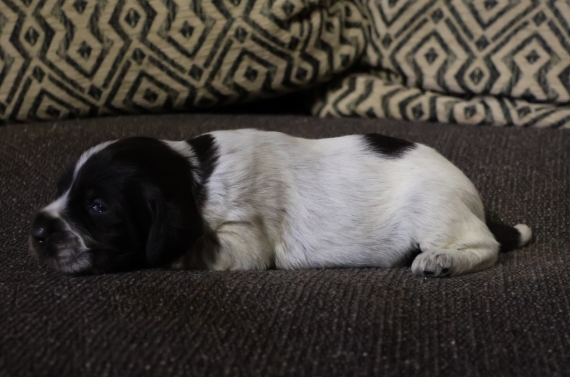 Petit mâle Griffon d'arrêt à poil dur né le 12/11/2025 est proposé – vendu 750 €.