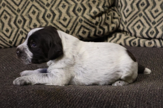 Petit mâle Griffon d'arrêt à poil dur né le 12/11/2025 est proposé – vendu 750 €.