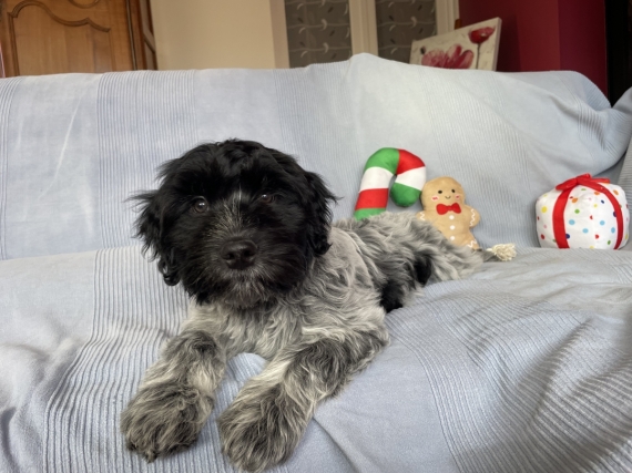 Petit mâle Schapendoes né le 09/09/2025 est proposé – vendu 1800 €.