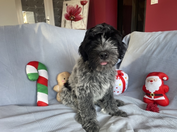 Petit mâle Schapendoes né le 09/09/2025 est proposé – vendu 1800 €.