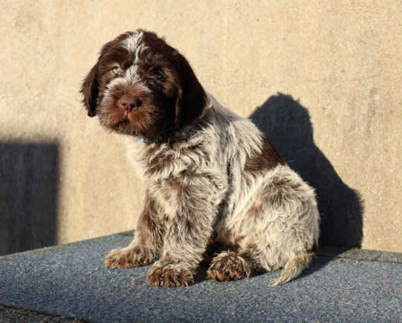 Petit mâle Griffon d'arrêt à poil dur né le 12/11/2025 est proposé – vendu 750 €.