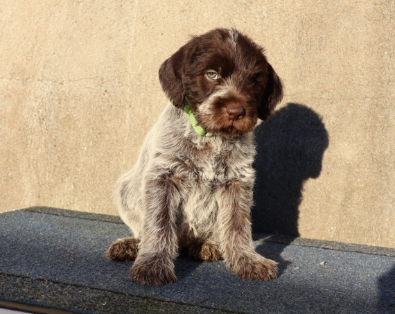 Petit mâle Griffon d'arrêt à poil dur né le 12/11/2025 est proposé – vendu 750 €.