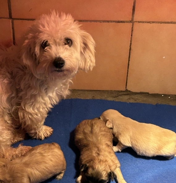 Petit mâle  né le 13/11/2025 est proposé – vendu 1480 €.