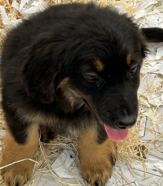 Petit mâle Hovawart né le 11/09/2025 est proposé – vendu 1280 €.