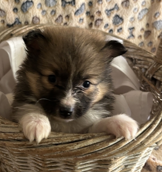 Petite femelle Berger des Shetland née le 25/10/2025 est proposée – vendue 1280 €.