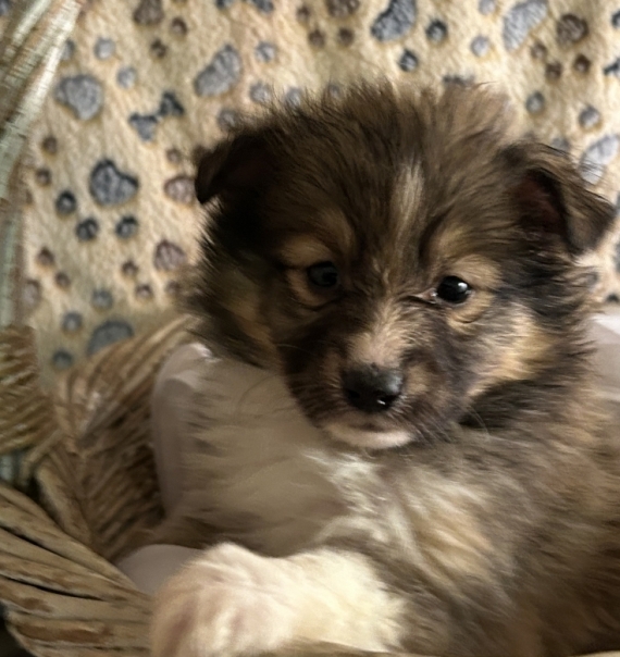 Petit mâle Berger des Shetland né le 25/10/2025 est proposé – vendu 1280 €.